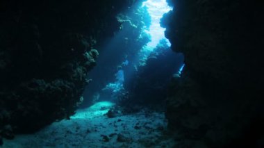 Red sea life su altında