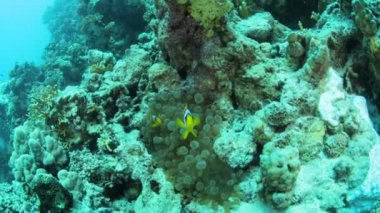 Red sea life su altında