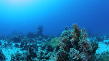 Red sea life su altında