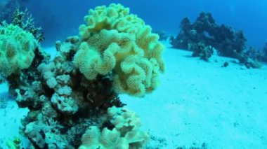 Red sea life su altında