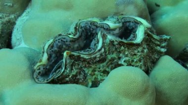 Red sea life su altında