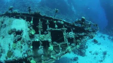 Red sea life su altında