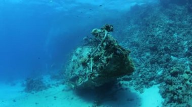 Red sea life su altında