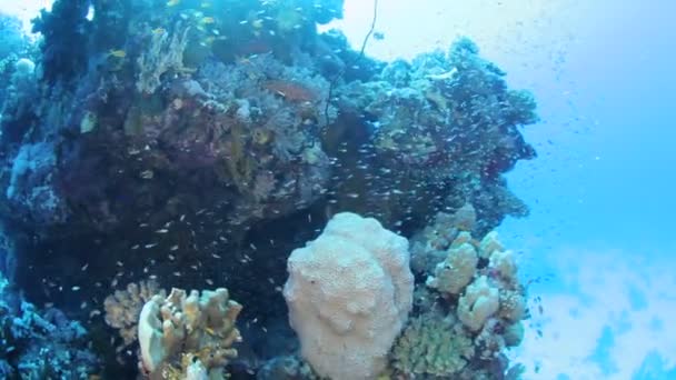 Rotes Meeresleben unter Wasser — Stockvideo
