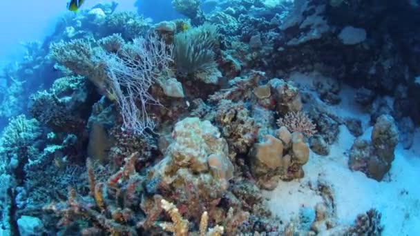 Vida en el Mar Rojo bajo el agua — Vídeos de Stock