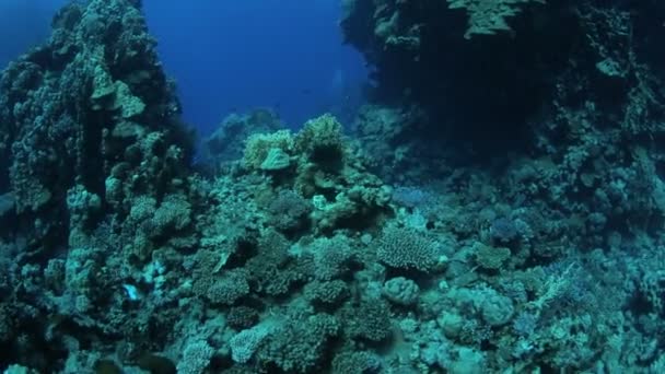 La vita sottomarina del Mar Rosso — Video Stock