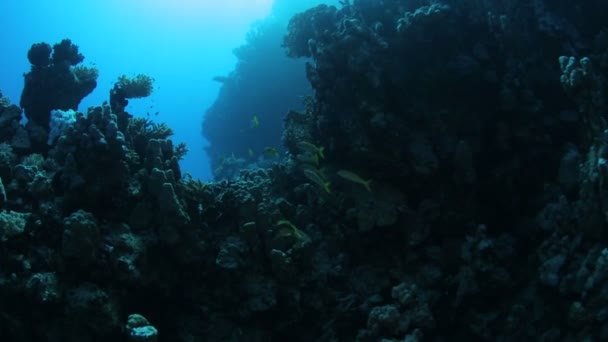 Röda havet liv under vatten — Stockvideo