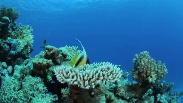 Red sea life su altında — Stok video