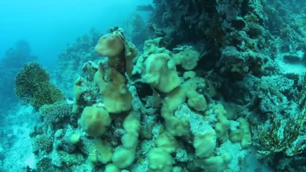 Morze Czerwone życie pod wodą — Wideo stockowe