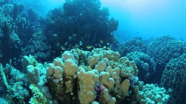 Red Sea life under water — Stock Video