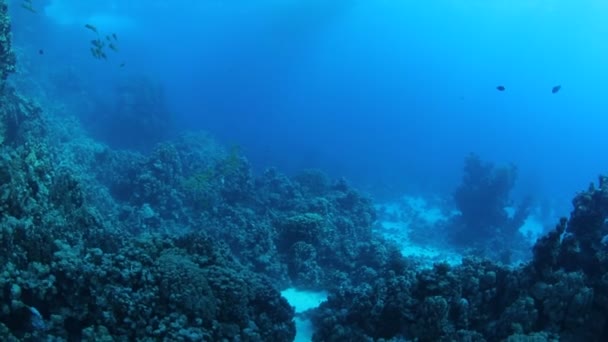 Ζωή Ερυθρά θάλασσα κάτω από το νερό — Αρχείο Βίντεο