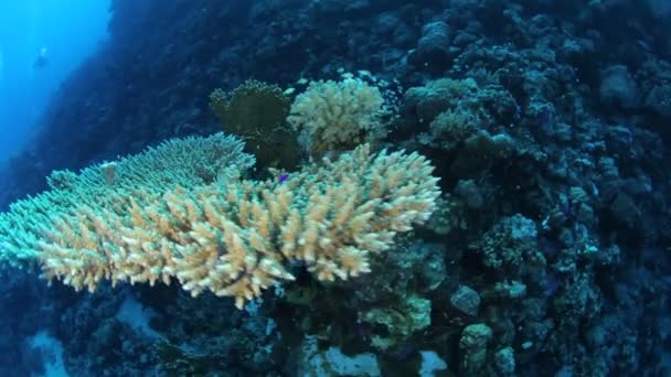 Vida marinha vermelha debaixo de água — Vídeo de Stock