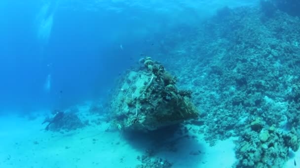 Vida en el Mar Rojo bajo el agua — Vídeo de stock