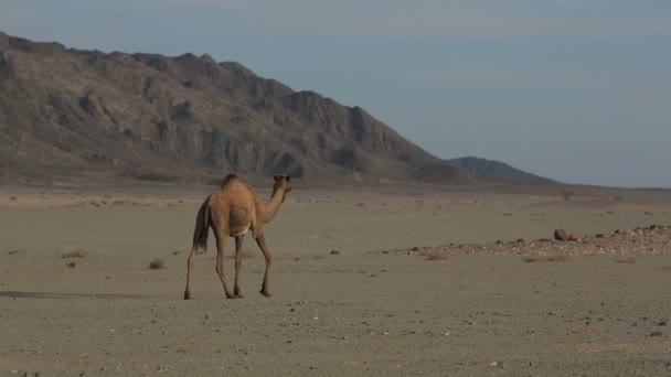 Camelo no deserto — Vídeo de Stock