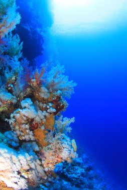 Kızıl denizdeki deniz yaşamı