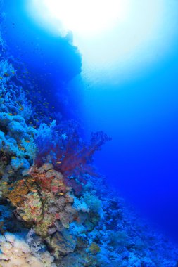 Kızıl denizdeki deniz yaşamı