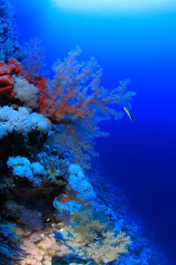 Kızıl denizdeki deniz yaşamı