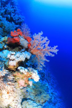 Kızıl denizdeki deniz yaşamı