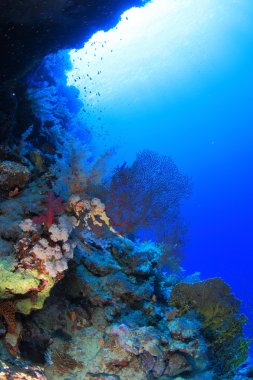 Kızıl denizdeki deniz yaşamı