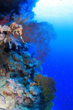 Kızıl denizdeki deniz yaşamı