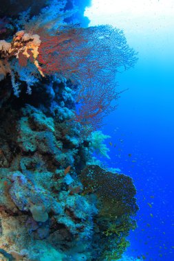 Kızıl denizdeki deniz yaşamı