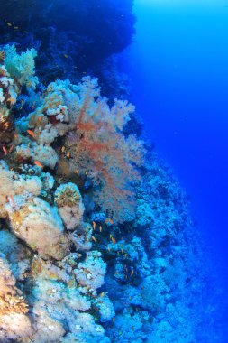 Kızıl denizdeki deniz yaşamı