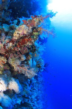 Kızıl denizdeki deniz yaşamı