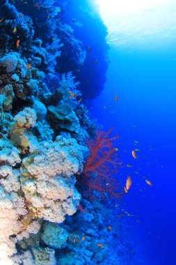 Kızıl denizdeki deniz yaşamı