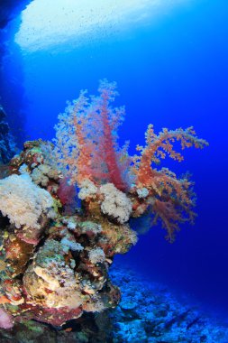 Kızıl denizdeki deniz yaşamı