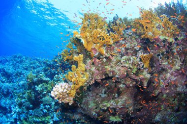 Kızıl denizdeki deniz yaşamı