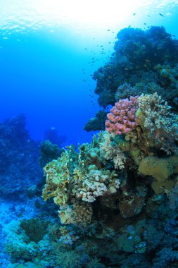 Kızıl denizdeki deniz yaşamı