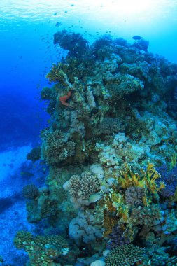 Kızıl denizdeki deniz yaşamı