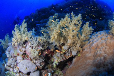 Kızıl denizdeki deniz yaşamı