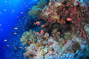 Kızıl denizdeki deniz yaşamı