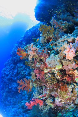 Kızıl denizdeki deniz yaşamı