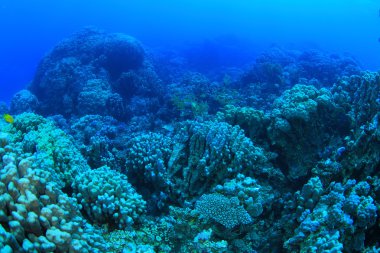 Kızıl denizdeki deniz yaşamı