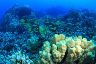 Kızıl denizdeki deniz yaşamı