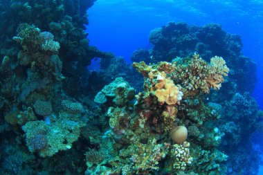 Kızıl denizdeki deniz yaşamı