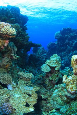 Kızıl denizdeki deniz yaşamı