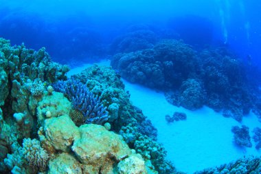 Kızıl denizdeki deniz yaşamı