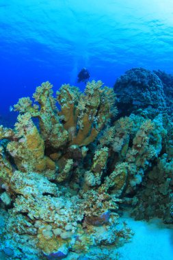 Kızıl denizdeki deniz yaşamı