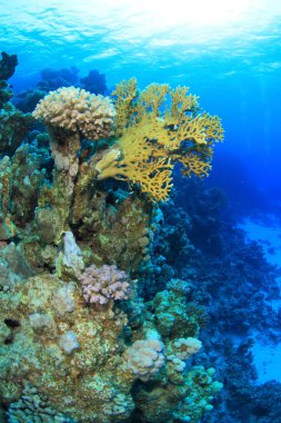 Kızıl denizdeki deniz yaşamı