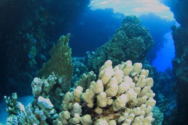 Kızıl denizdeki deniz yaşamı