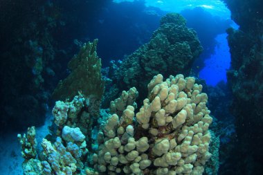 Kızıl denizdeki deniz yaşamı