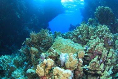 Kızıl denizdeki deniz yaşamı