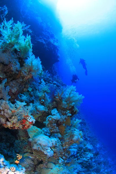Kızıl denizdeki deniz yaşamı