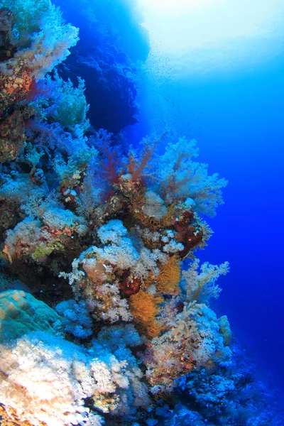 紅海での海洋生物 — ストック写真