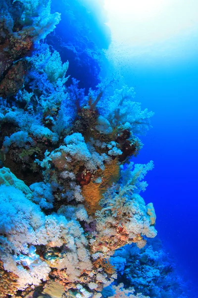 Vita marina nel mare rosso — Foto Stock