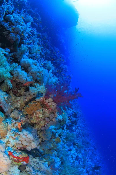 La vida marina en el mar rojo — Foto de Stock