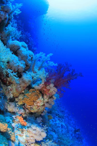 Vita marina nel mare rosso — Foto Stock